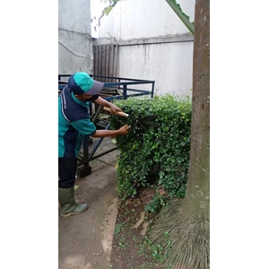perawatan taman memotong tanaman gedung amartapura 20.04.2022
