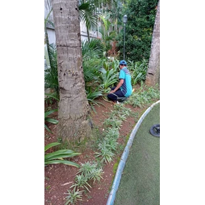 perawatan taman membersihkan daun-daun kuning di amartapura 11/07/2022