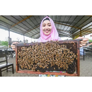 ternak lebah madu malang-1