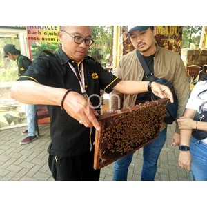 ternak lebah madu malang-2