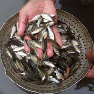 benih ikan / bibit ikan nilem (nilam)-2