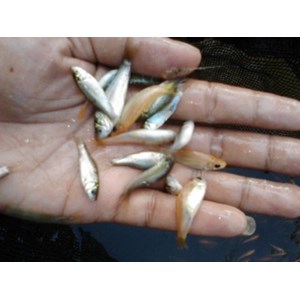 benih ikan / bibit ikan nilem (nilam)-3