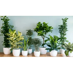 menyewakan berbagai macam tanaman indoor