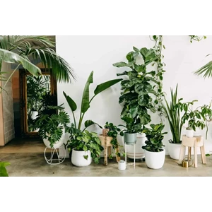 menyewakan berbagai macam tanaman hidup indoor