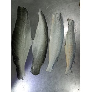 kulit ikan patin-1