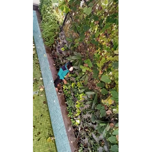 perawatan taman bersihkan tanaman pot di emerald boulevard