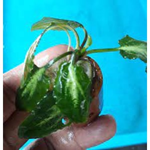 cryptocoryne l19 (cryprocoryne sp)-2