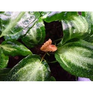 cryptocoryne l19 (cryprocoryne sp)-5