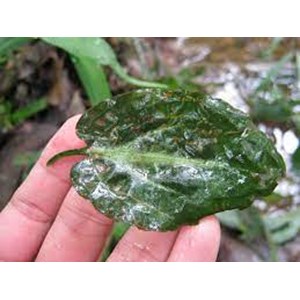 cryptocoryne l19 (cryprocoryne sp)-3