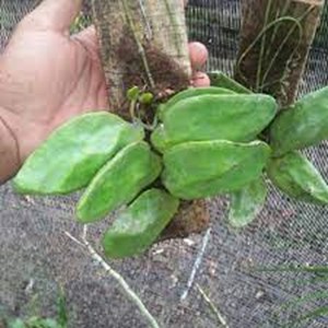 discidia mayor (aponyaceae)