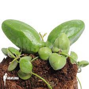 discidia mayor (aponyaceae)-1