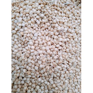 biji-bijian legume cover crop sorgum putih varietas bioguma