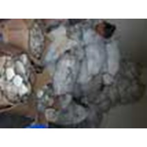 mother of pearl farm shell / kerang mutiara budidaya