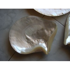 mother of pearl hold plate / kerang mutiara