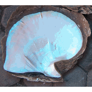 mother of pearl grade a white / kerang mutiara grade a putih