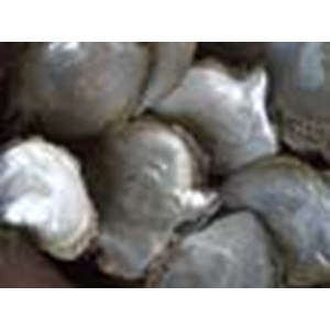 mother of pearl grade b / kerang mutiara grade b