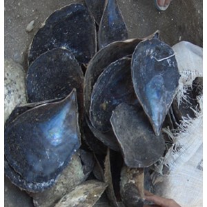 oyster black shell / kerang oyster hitam