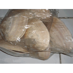 oyster yellow shell / kerang oyster kuning