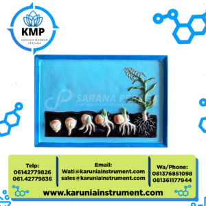 model pertumbuhan biji satu (jagung)