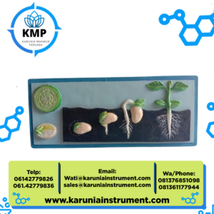 model pertumbihan biji dua (kacang)
