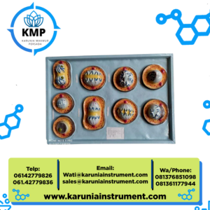 model mitosis - alat peraga pendidikan