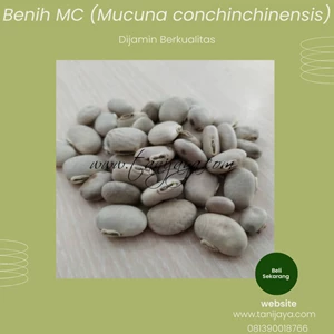benih legume cover crop jenis mc (mucuna conchinencis)