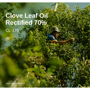 clove leaf oil rectified 70% (cl-170) van aroma / minyak atsiri