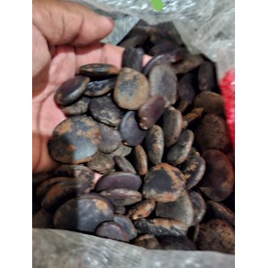 benih pohon kayu merbau