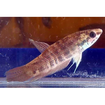 BETTA CHINNI