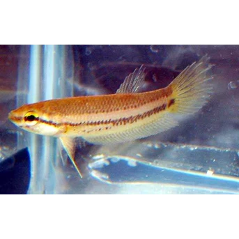 wild bettas akarensis