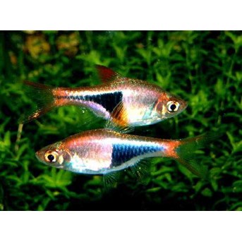 Rasbora Heteromorpha