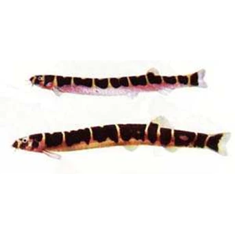 khuli loach (Acanthophtalmus kuhli sumatranus)