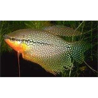 PEARL GURAMI ( SEPAT MUTIARA)