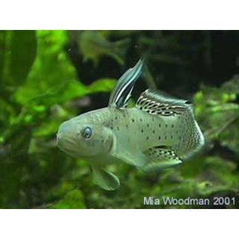 STIGMATOGOBIUS SADNUNDIO (KNIGHT GOBy)