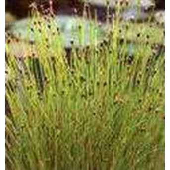 Eleocharis acicularis /Teki (water plant)