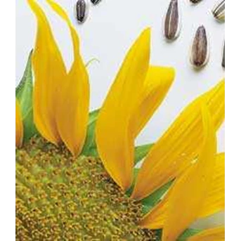 biji bunga matahari - Sun Flower seed