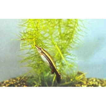 Pensil Fish / Riau Aligator