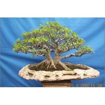 Ficus Microcarpa (Karet Kimeng)