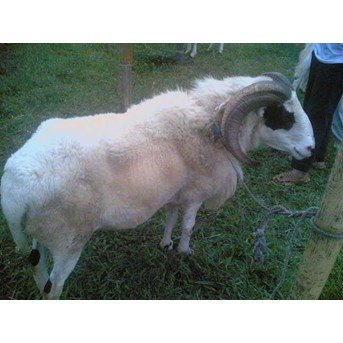Domba Garut