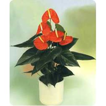 ANTHARIUM KERIS