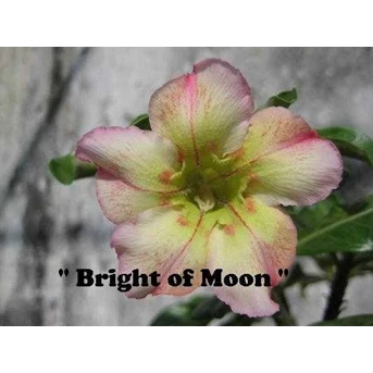 Bright of Moon