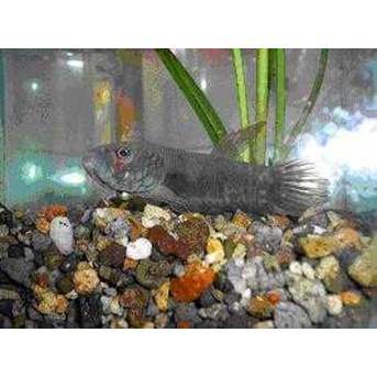 WILD BETTA IDEII / BETTA IDEII