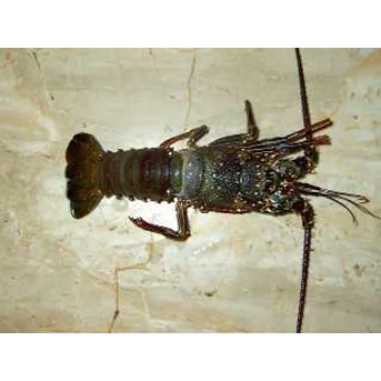 Fish,Lobster( Frozen & Live ),Crab etc