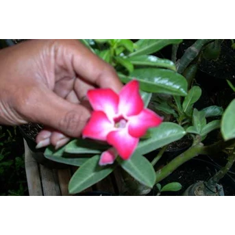 adenium obesum berbagai ukuran