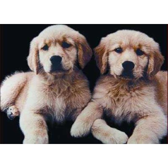 ANAKAN GOLDEN RETRIEVER