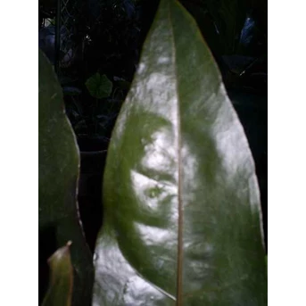 Anthurium Marrie ~ Black Hookeri (small)