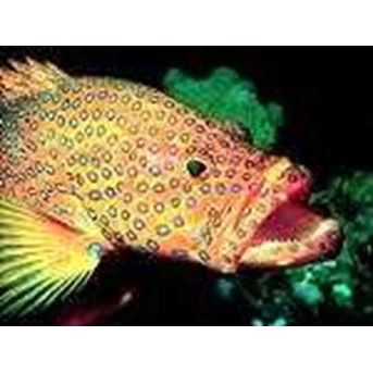 Lobsters and Grouper Fish