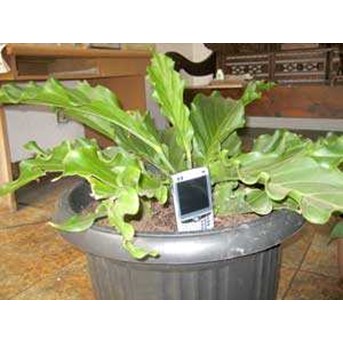 Anthurium