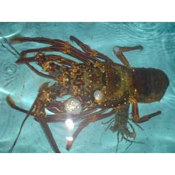 lobster laut beku