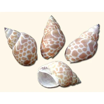 Babylonia japonica seashell